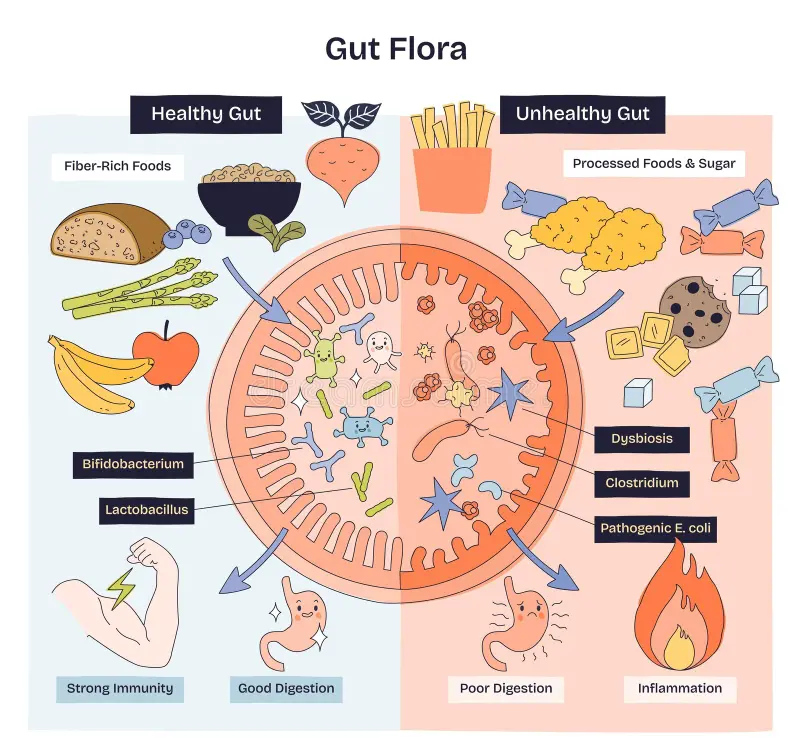 Support Gut Flora